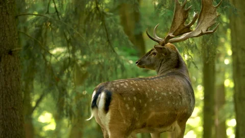A fallow deer observe in the forest Video stock 130849379