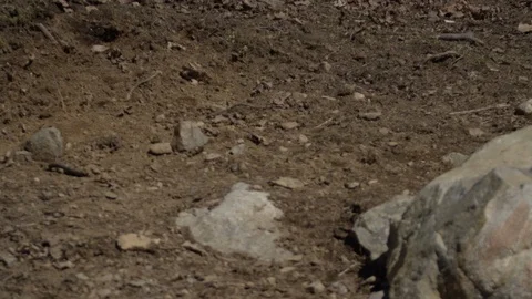 Fallow deer pair in forest Stock Footage 106583237