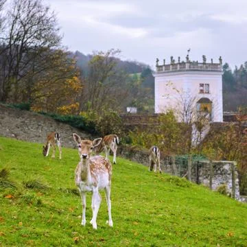 Fallow deer in the park of the largest monastery complex Heiligenkreuz, Austr 스톡 사진