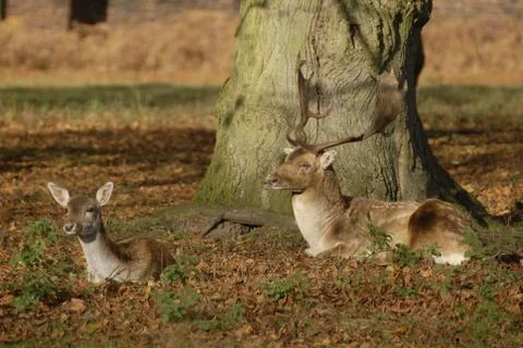 Fallow deer Stock Photos
