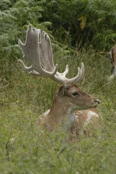 Fallow Deer Stock Photos