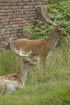 Fallow Deer Stock Photos