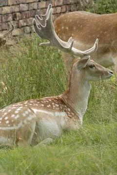 Fallow Deer Stock Photos