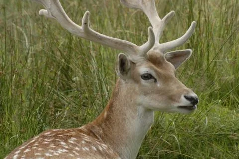 Fallow Deer Stock Photos