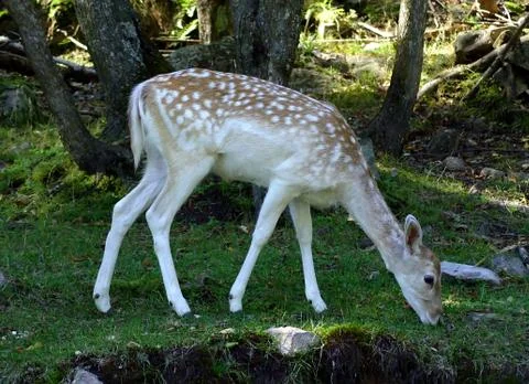 Fallow Deer  Stock Photos