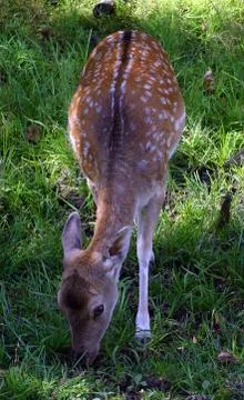 Fallow Deer Foto stock
