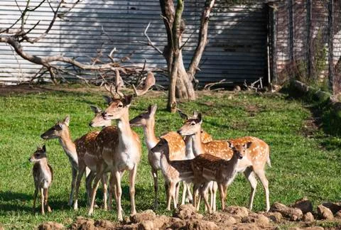 Fallow deer Stock Photos