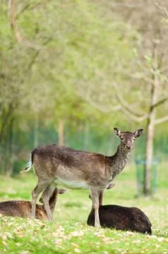 Fallow deer Foto stock