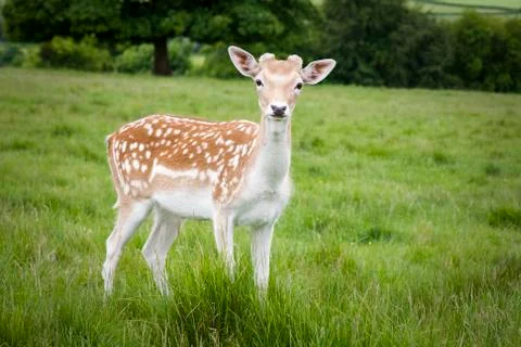 Fallow deer Stock Photos