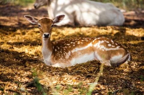 A fallow deer Stock Photos