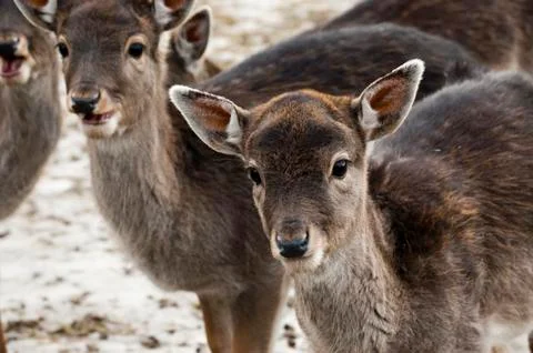 Fallow deer Foto stock