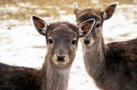 Fallow deer Foto stock