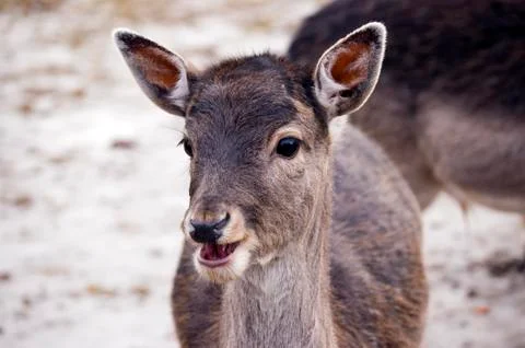 Fallow deer Foto stock