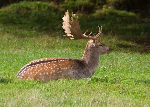 Fallow deer Stock Photos