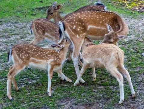Fallow deer Stock Photos