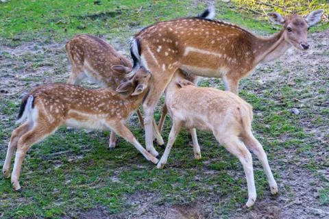 Fallow deer Stock Photos