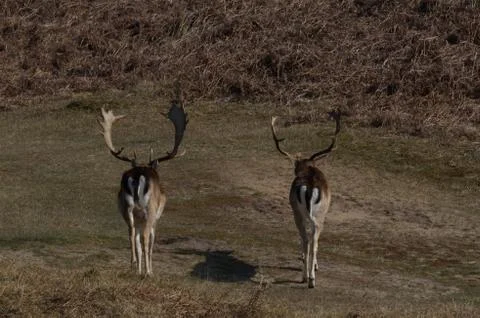 Fallow deer Stock Photos