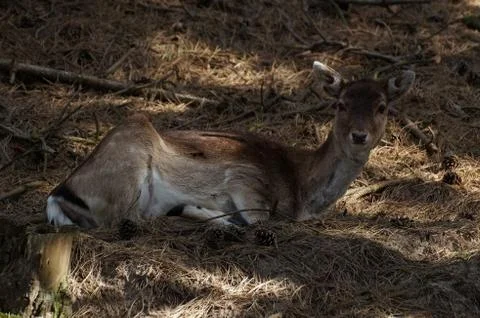 A fallow deer Foto stock