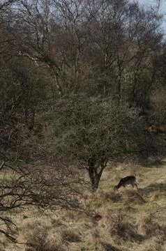 Fallow deer Stock Photos
