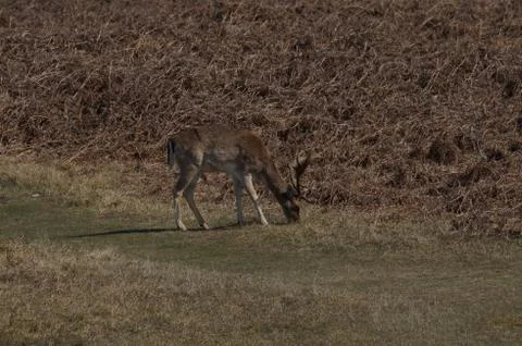 A fallow deer Stock Photos