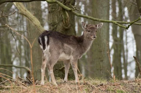 Fallow deer Stock Photos