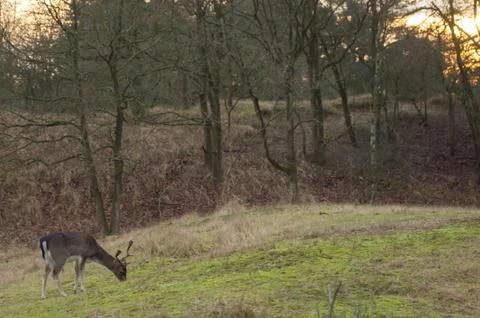 Fallow deer Stock Photos