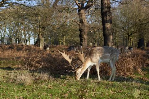Fallow deer Stock Photos