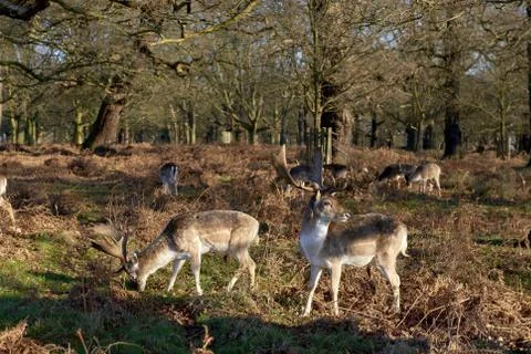 Fallow deer Stock Photos