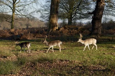 Fallow deer Stock Photos