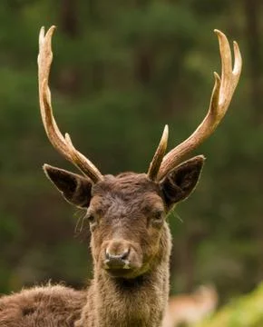 Fallow Deer Stock Photos