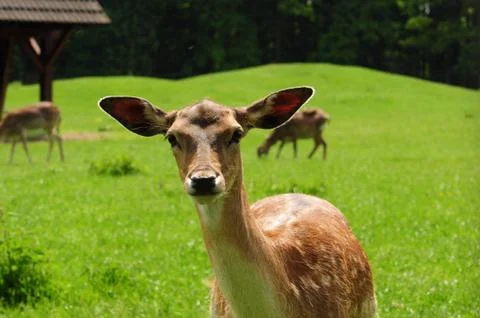 Fallow deer. Stock Photos