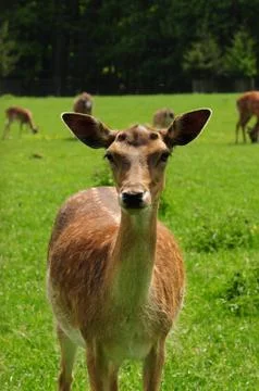 Fallow deer. Stock Photos