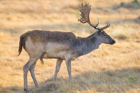 Fallow Deer Stock Photos