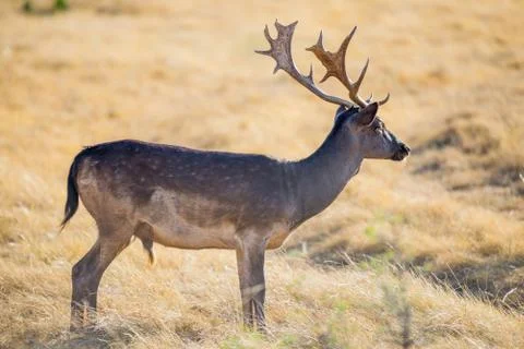 Fallow Deer Stock Photos