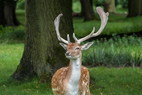 Fallow Deer Stock Photos