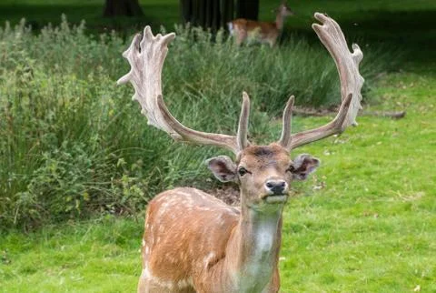 Fallow Deer Stock Photos