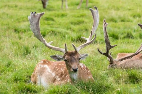 Fallow Deer Stock Photos