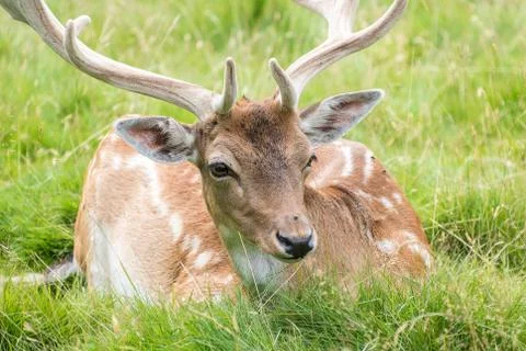 Fallow Deer Stock Photos