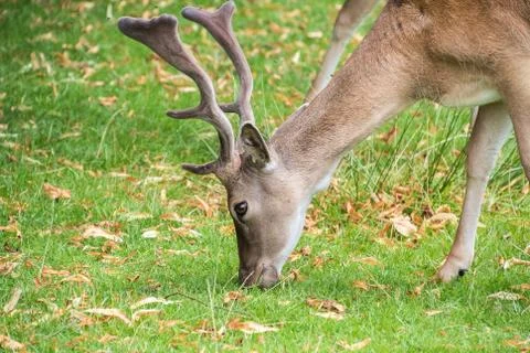 Fallow Deer Stock Photos