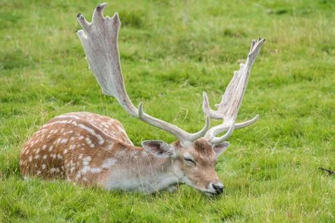 Fallow Deer Stock Photos