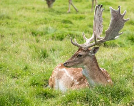 Fallow Deer Stock Photos
