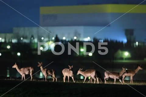 Fallow deer Stock Photos