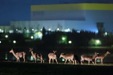 Fallow deer Stock Photos