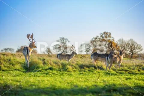 FALLOW DEER Stock Photos