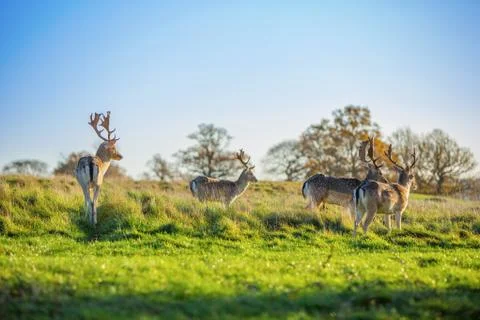 FALLOW DEER Stock Photos