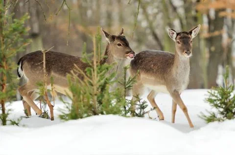 Fallow deer Stock-Fotos