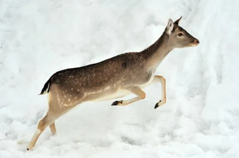 Fallow deer Foto stock