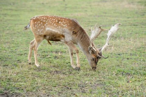Fallow deer Stock-Fotos