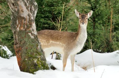 Fallow deer Stock Photos