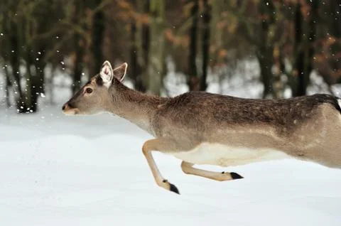 Fallow deer Stock Photos